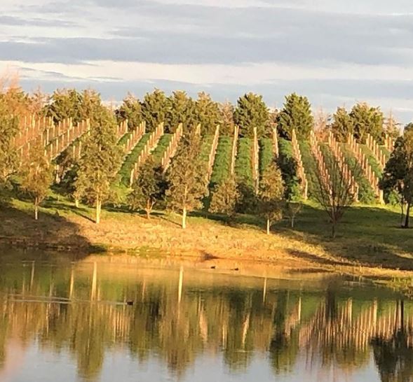 Winery Spotlight - Bannockburn (Geelong)